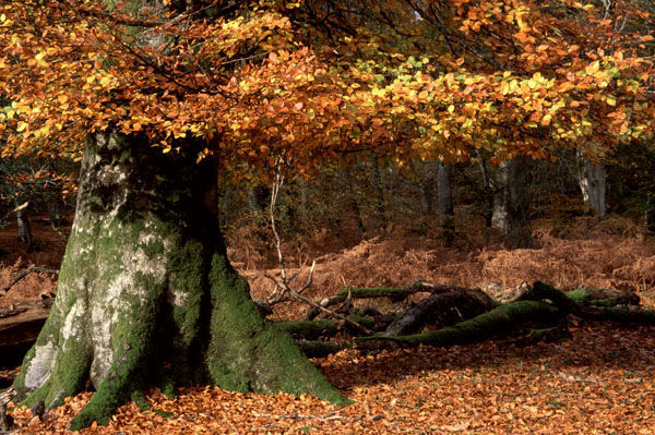 New Forest